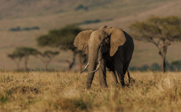 Comment organiser un safari pour observer les Big Five en Afrique du Sud : conseils et périodes idéales ?